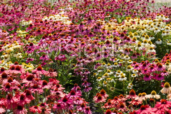 Echinacea mix