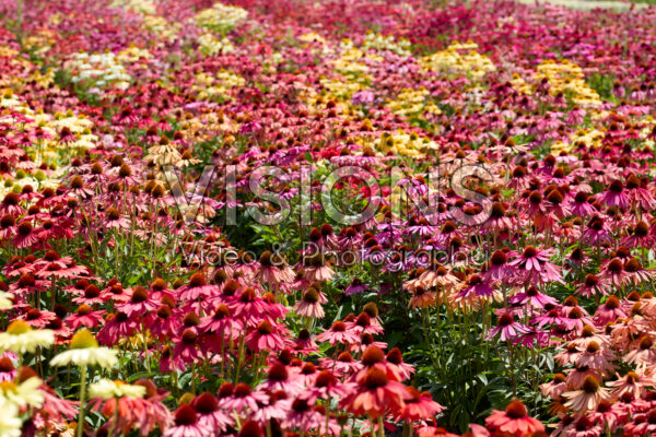 Echinacea mix Echinacea mix