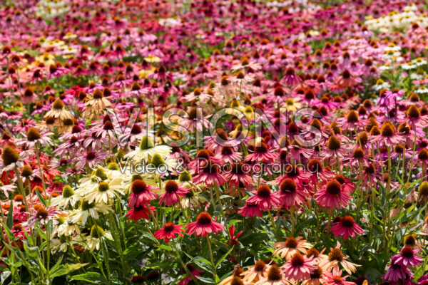 Echinacea mix Echinacea mix