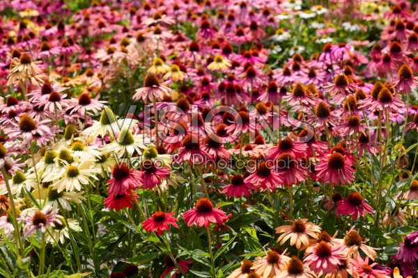 Echinacea mix Echinacea mix