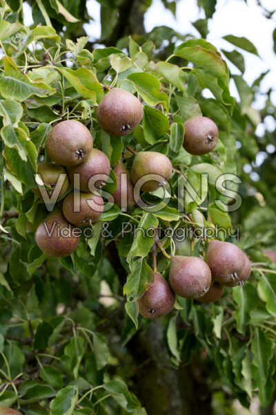 Pyrus communis Pyrus communis