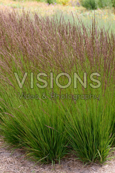 Molinia Prairie Pride