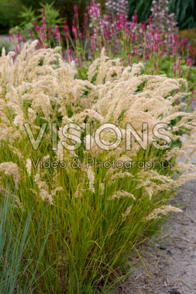 Achnatherum calamagrostis Achnatherum calamagrostis