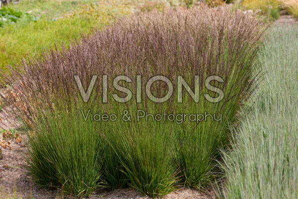 Molinia Prairie Pride