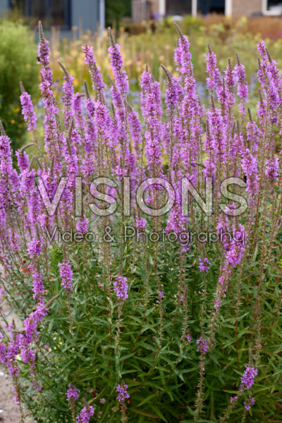 Lythrum Hollandse IJssel Lythrum Hollandse IJssel