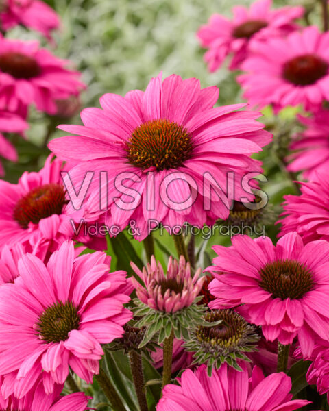 Echinacea Dwarf Purple Echinacea Dwarf Purple