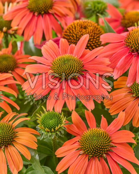 Echinacea Sensation Coral®