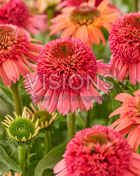Echinacea Double Orange Red Echinacea Double Orange Red
