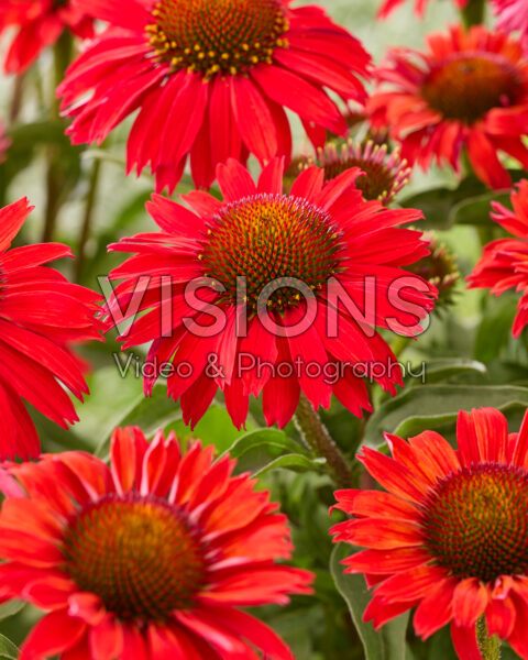 Echinacea Red Compact