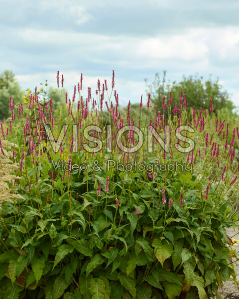 Persicaria amplexicaulis Persicaria amplexicaulis