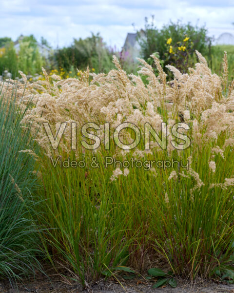Achnatherum calamagrostis Achnatherum calamagrostis