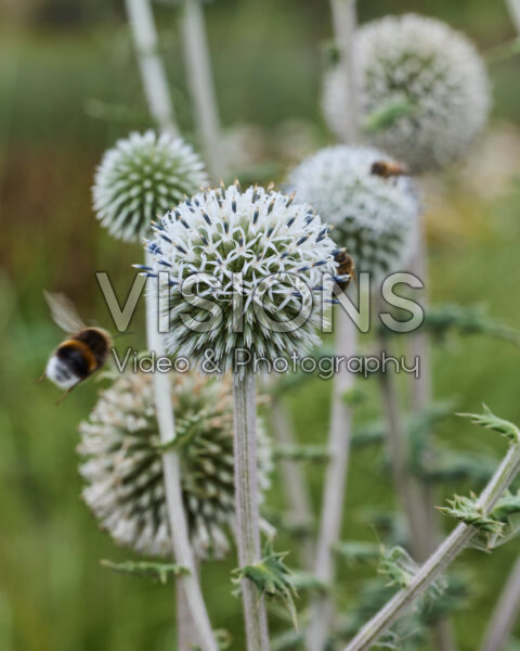 Echinops Echinops