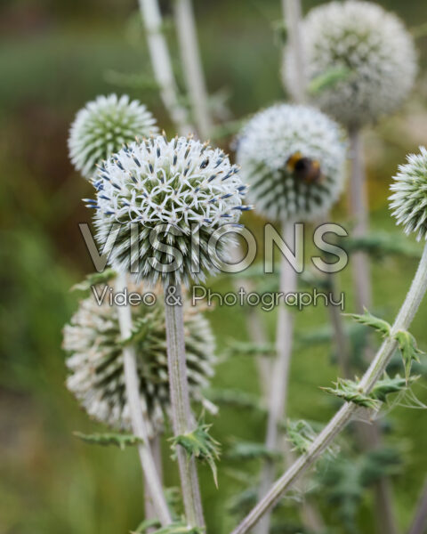 Echinops Echinops