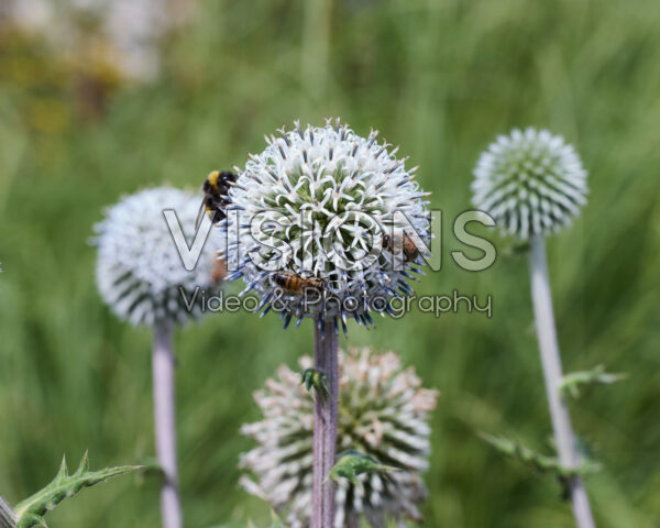 Echinops