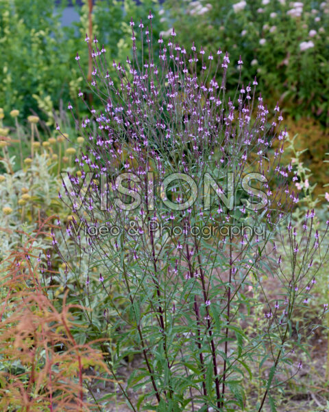 Verbena officinalis Verbena officinalis
