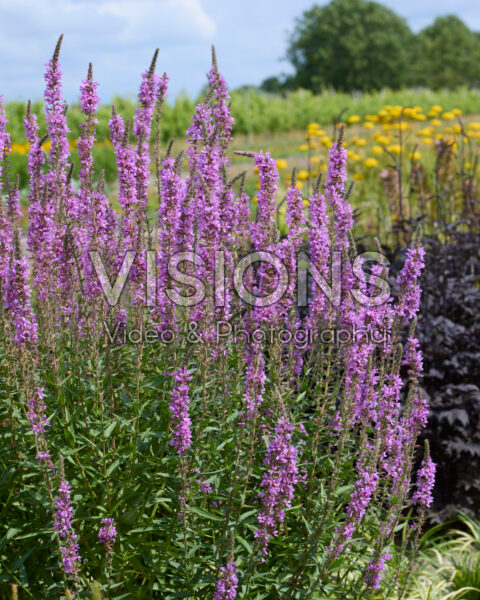 Lythrum salicaria Lythrum salicaria
