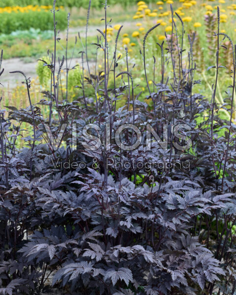 Actaea simplex Actaea simplex