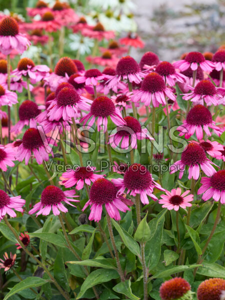 Echinacea Echinacea