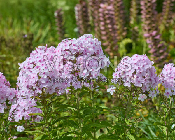 Phlox paniculata Phlox paniculata