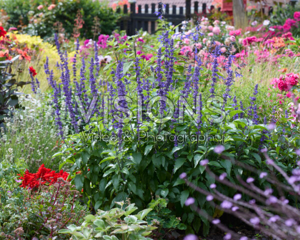 Salvia Mystic Spires Salvia Mystic Spires