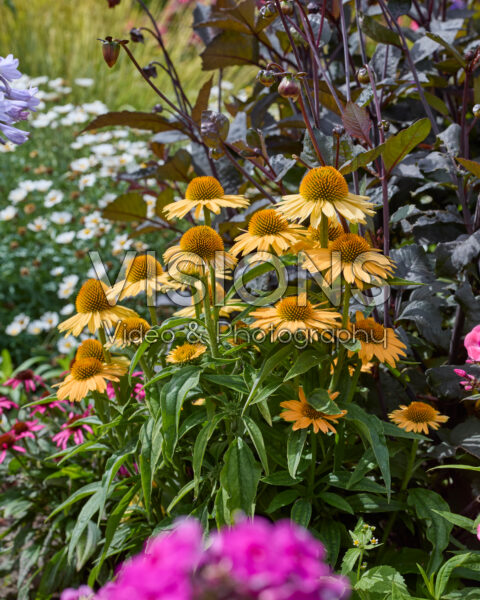 Echinacea Echinacea