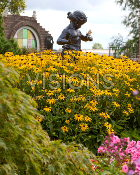 Rudbeckia fulgida Rudbeckia fulgida