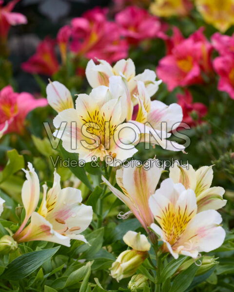 Alstroemeria Alstroemeria