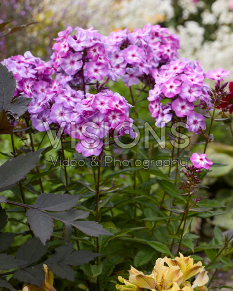 Phlox Phlox