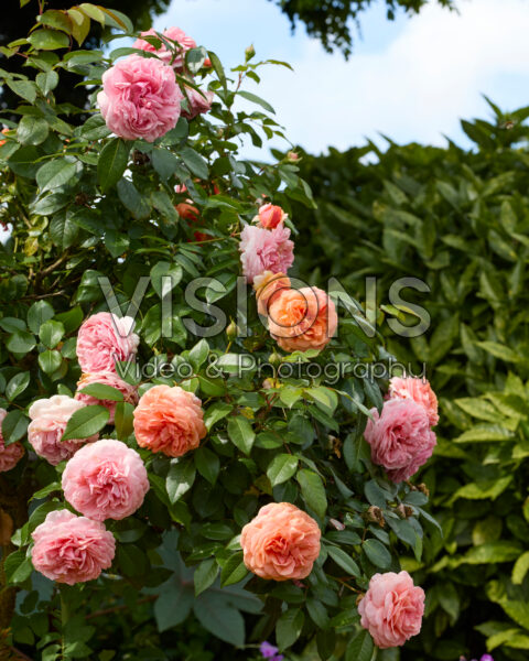 Climbing rose Climbing rose