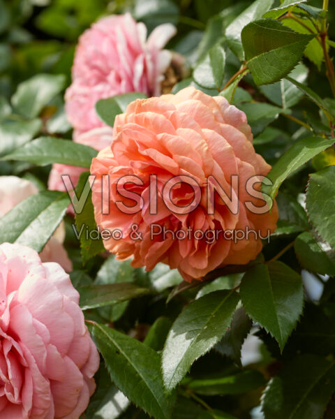 Rosa Rosa