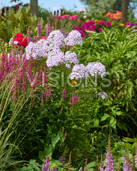 Phlox Graf Zeppelin, Lythrum salicaria Phlox Graf Zeppelin, Lythrum salicaria