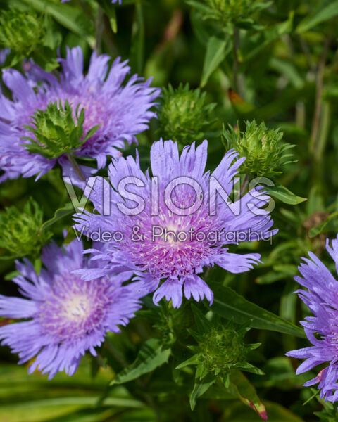 Stokesia laevis Stokesia laevis