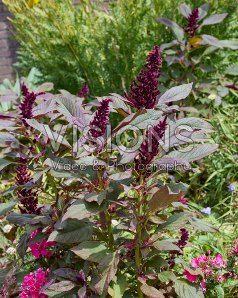Amaranthus