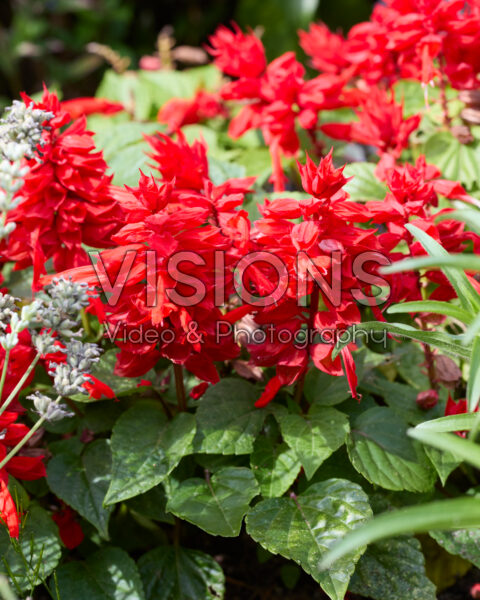 Salvia coccinea Salvia coccinea