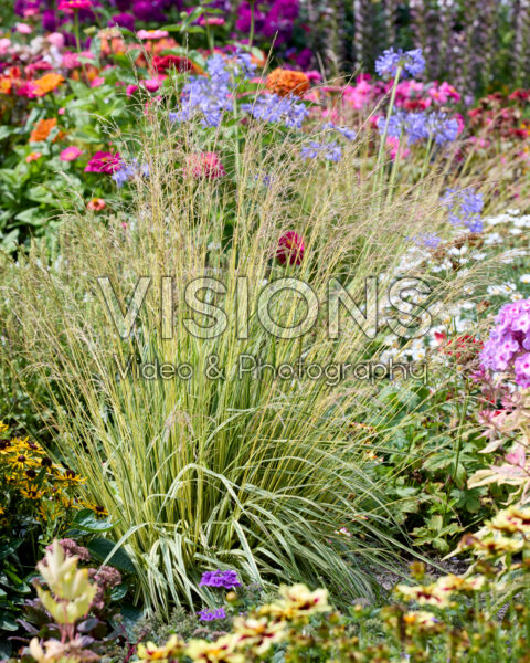 Molinia caerulea Variegata Molinia caerulea Variegata