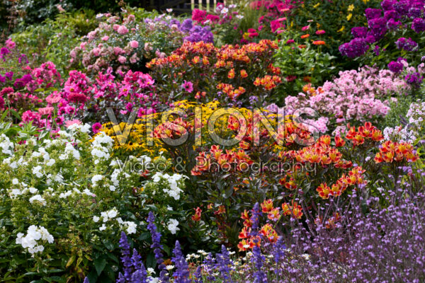 Zomerbloementuin Zomerbloementuin