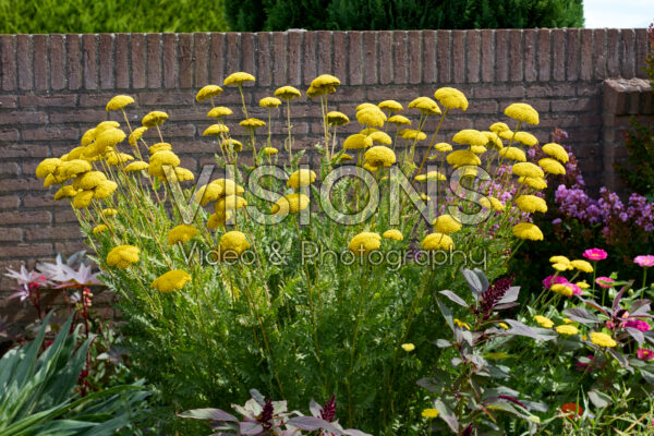 Achillea Coronation Gold Achillea Coronation Gold