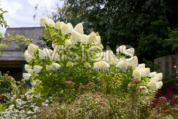 Hydrangea paniculata Hydrangea paniculata