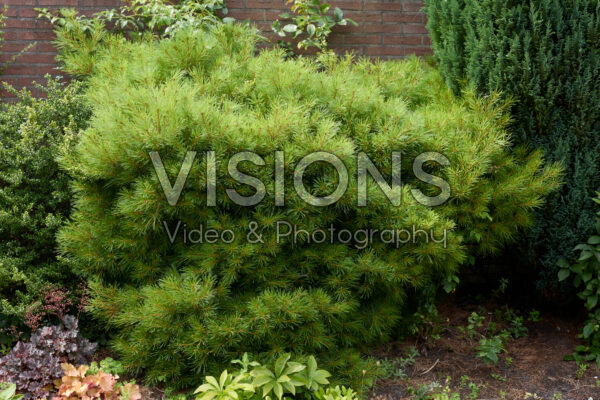 Pinus Pinus