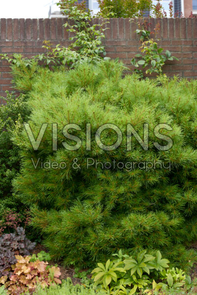 Pinus