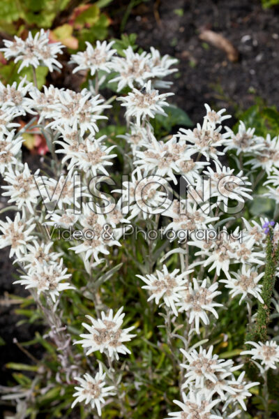 Leontopodium alpinum Leontopodium alpinum