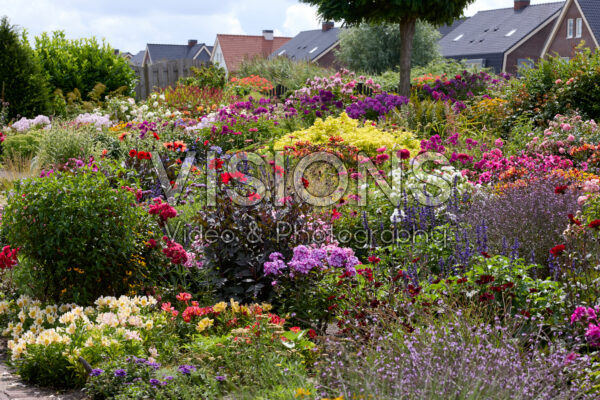 Zomerbloementuin Zomerbloementuin