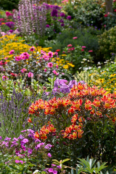 Alstroemeria Indian Summer Alstroemeria Indian Summer
