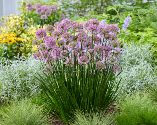Allium Millenium Allium Millenium