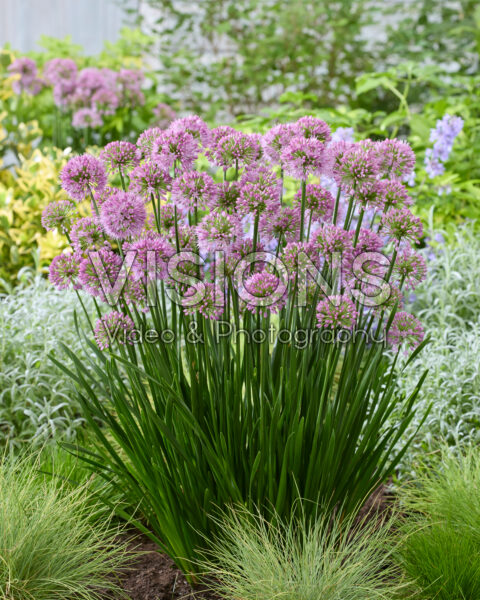 Allium Millenium Allium Millenium