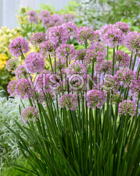 Allium Millenium