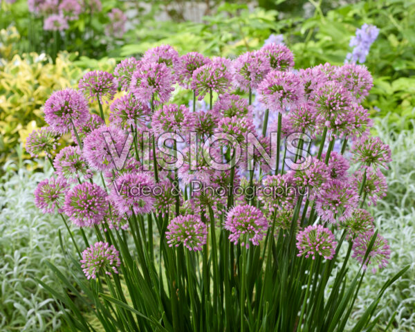 Allium Millenium Allium Millenium