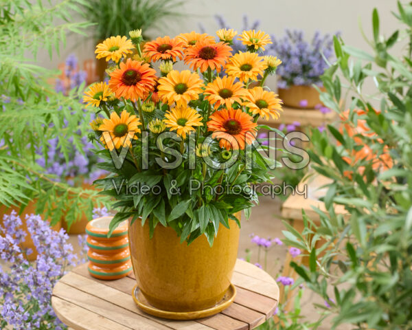 Echinacea SunSeekers Orange