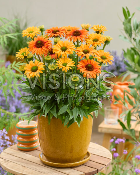 Echinacea SunSeekers Orange