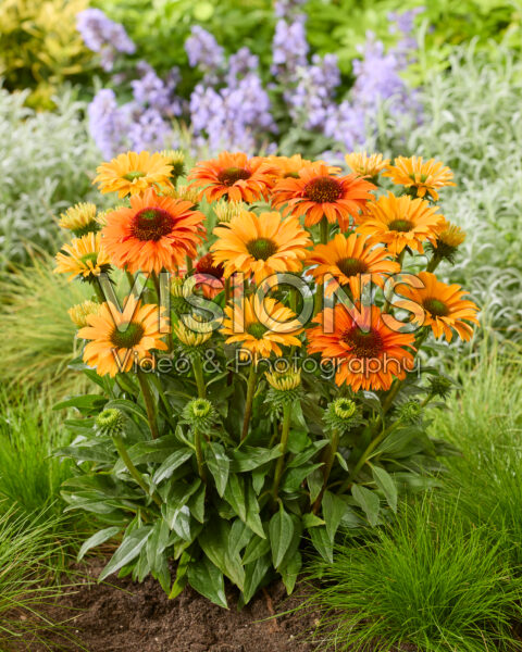 Echinacea SunSeekers Orange Echinacea SunSeekers Orange